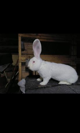Olbrzym belgijski biały Bob królik, króliki