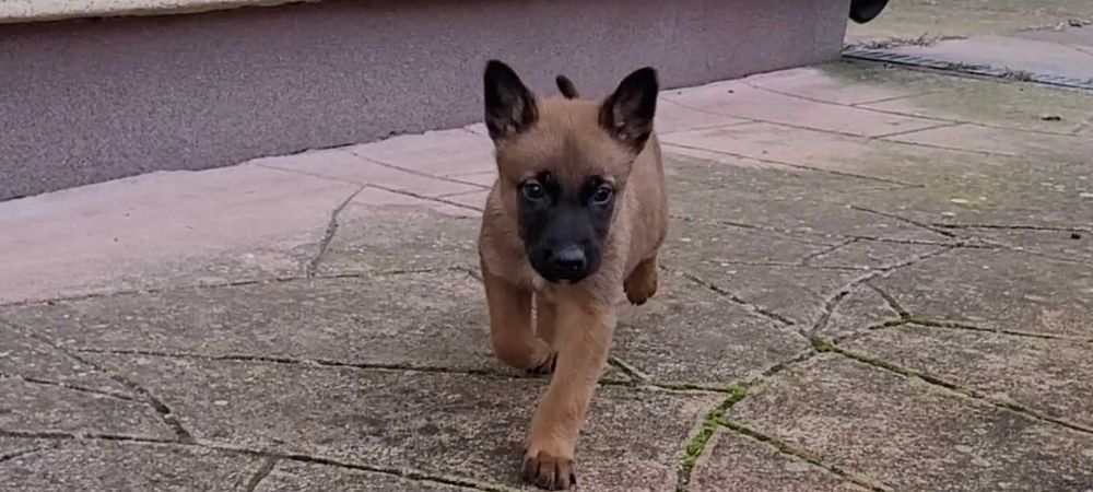 Owczarek Belgijski Malinois szczeniak piesek