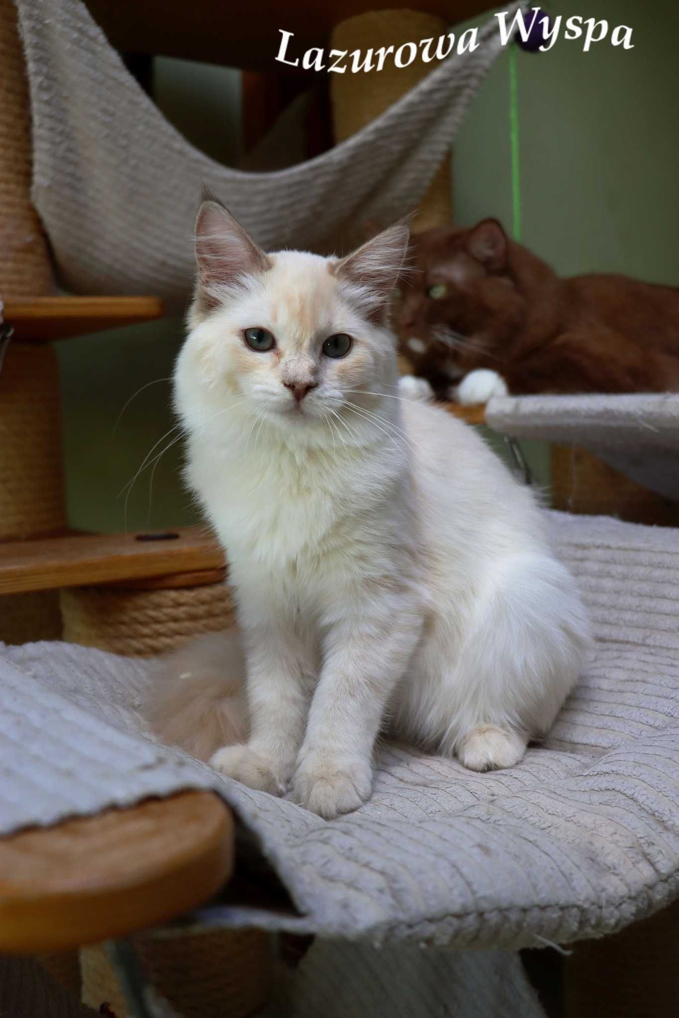 Ragdoll mink dziewczynka Kiki