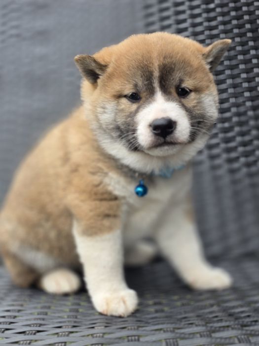 SHIBA INU piesek metryka szczeniak chip pies