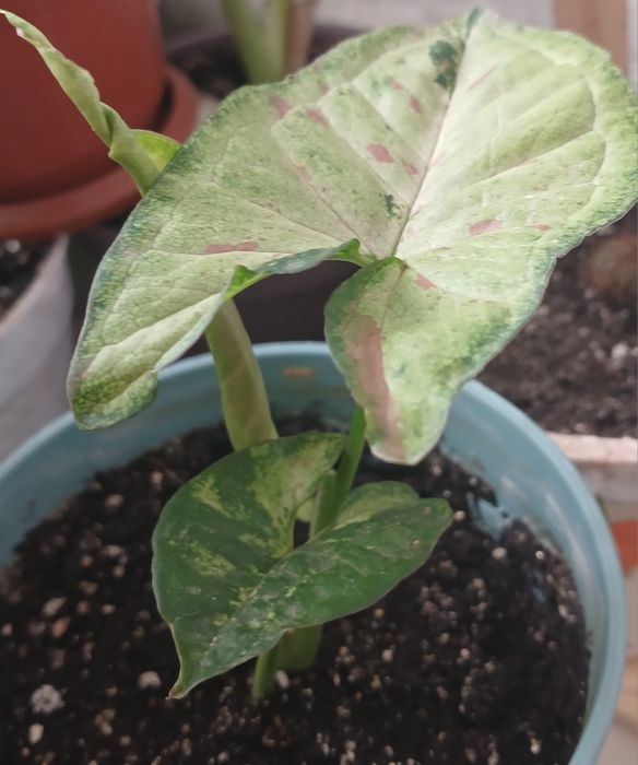 Фікус укорененннй росток.Сингониумы коллекц.