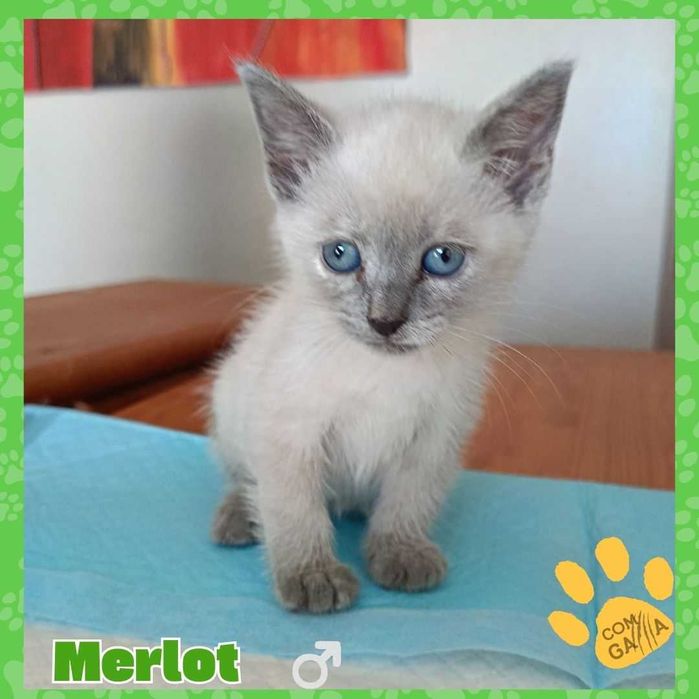 Gatinhos para adoção - Ninhada do Lagar