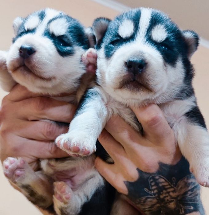 Хаскі - продаж .