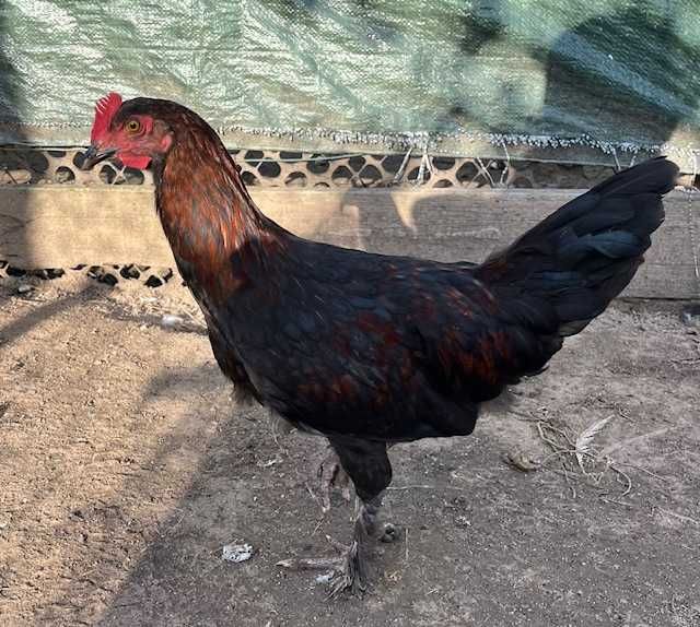Kochin miniaturowy, Marans - koguty.