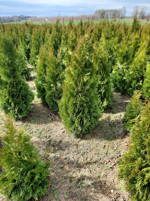 Tuja szmaragd 120 180cm WYPRZEDAŻ