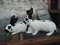Кролики недорого