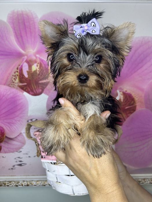 Чарівні міні йоріки