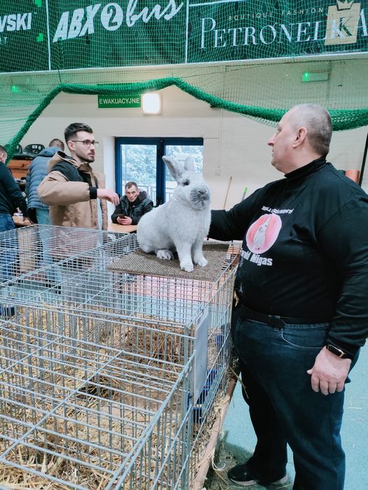 Nadwyżka hodowlana Samiczki WJS sprzedam.