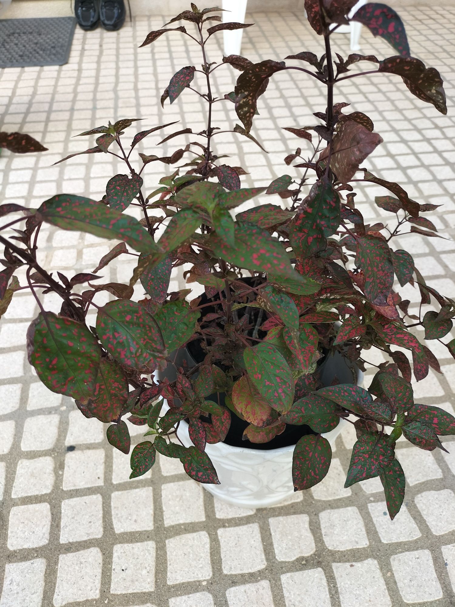 Planta serapintada.