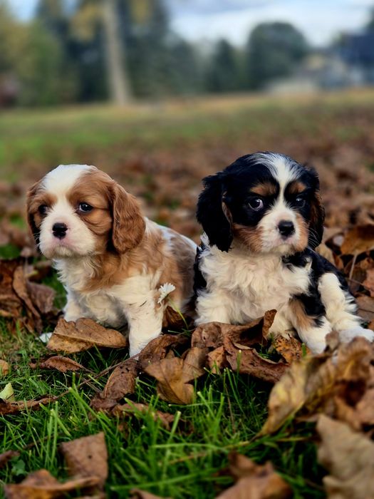 Cavalier King Charles Spaniel chłopaki