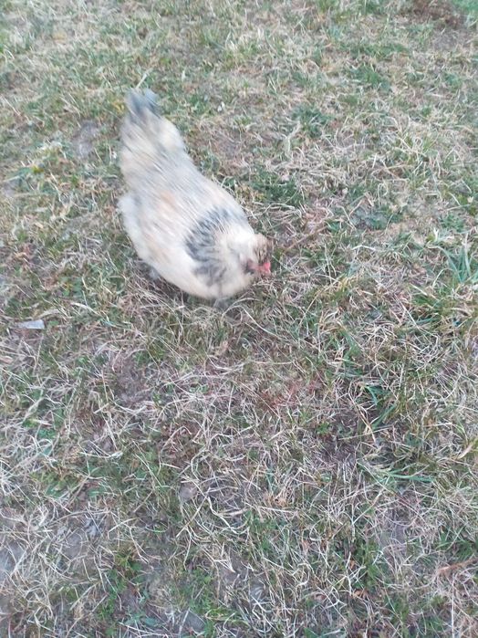 Jaja lęgowe kaczek olbrzymie, gesie i  kur ozdobnych dużych brahna i k