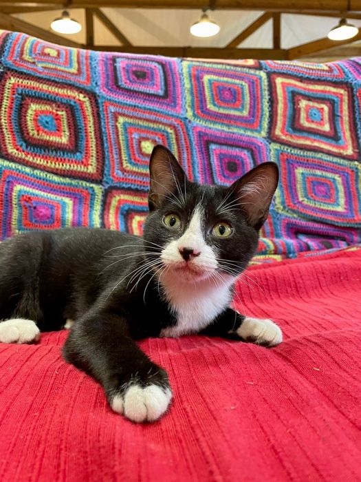 Chaplin com 4 meses procura uma família para a vida