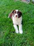 Czekoladowy border collie śliczny piesek