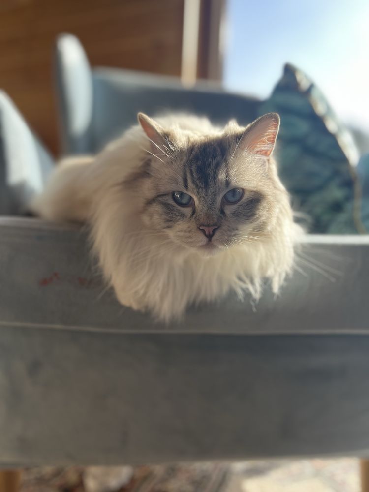 Kocurek piekny seal mitted i colorpoint/badania/FPL