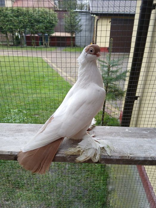 Gołębie ozdobne - Krymka Białostocka