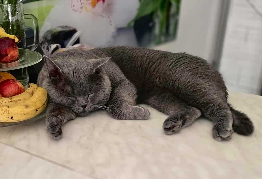 Reproduktor Kot Kocur Brytyjski/krycie