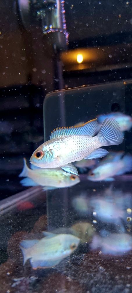 Akara electric blue