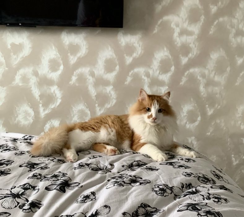 Віддаю кота в добрі руки