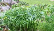 Papirus cibora -sadzonki
