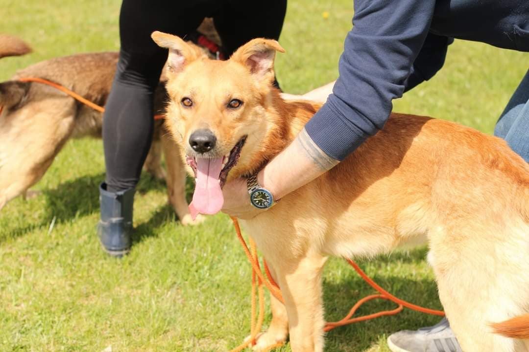 Oro do adopcji , do dobrego opiekuna