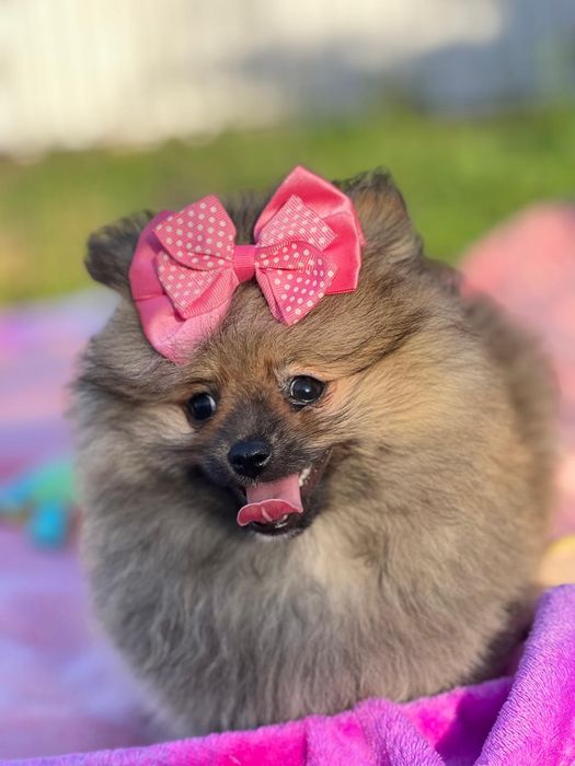 Lulu da Pomerânia menina Miniatura com Lop e Afixo