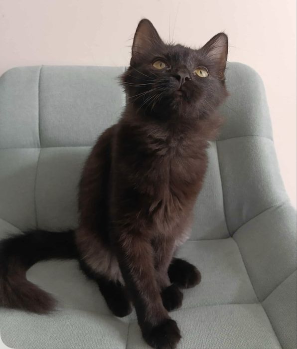 Кошеня, котеня, киця, кішка, кицюня, кошенята, кітка, кошка