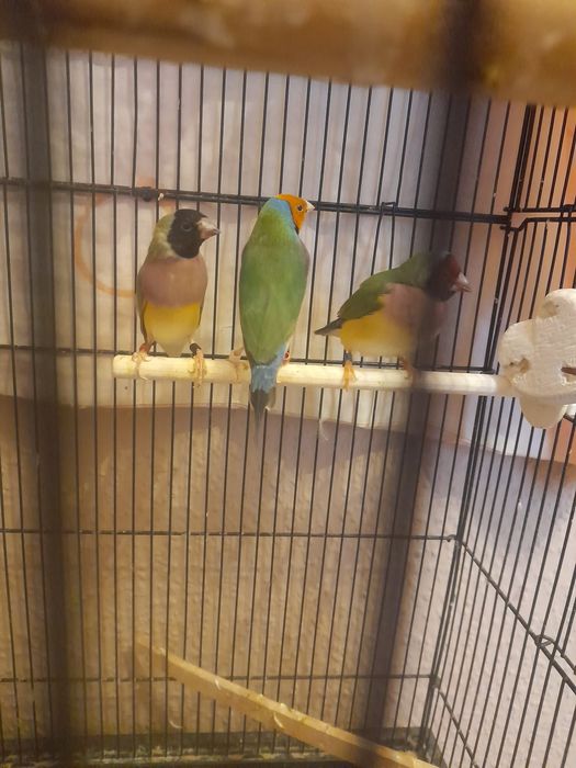 Sprzedam klatkę wraz z 3 amandynkami