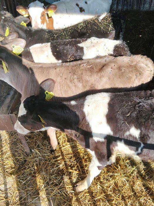 Sprzedam byczki 5 sztuk waga około 100 kg