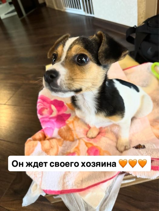 Отдам щенка в добрые руки