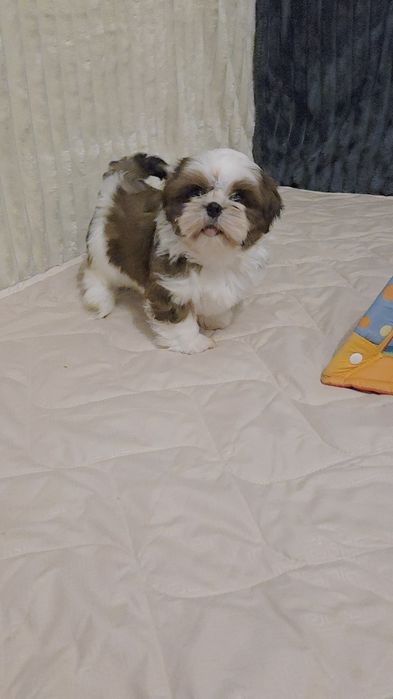 Хлопчик ши-тцу в пошуках родини