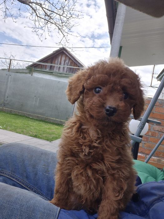 Пудель той з розплідника BEST DOGS OF