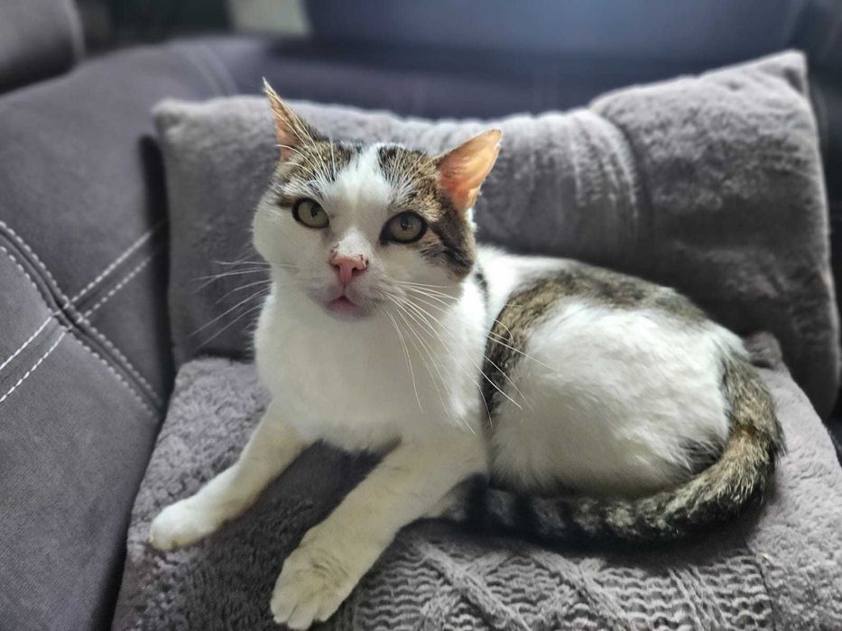 STAŚ to najukochańszy kot na świecie.  12 lat w schronisku