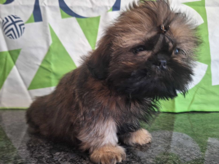 Shih Tzu urocza sunia