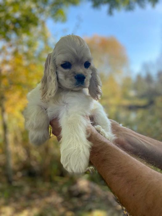 American Cocker Spaniel FCI