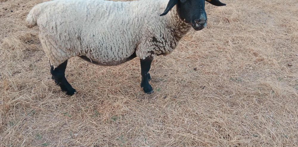 Ovelha Suffolk Inglesa
