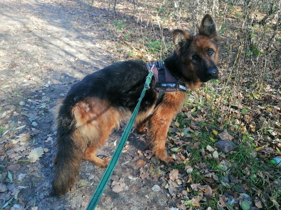 KIRA młoda suczka w typie owczarka niemieckiego szuka domu