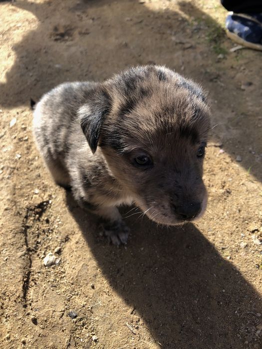 Cães bebés para dar