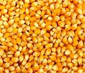 Продам кукурузу суха, чиста