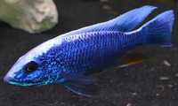 Ciclidios africanos - Sciaenochromis fryeri - alevinos