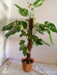 Planta artificial