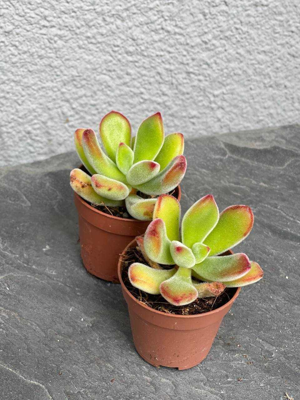 Сукулент Ехеверія Пульвіната (Echeveria pulvinata)