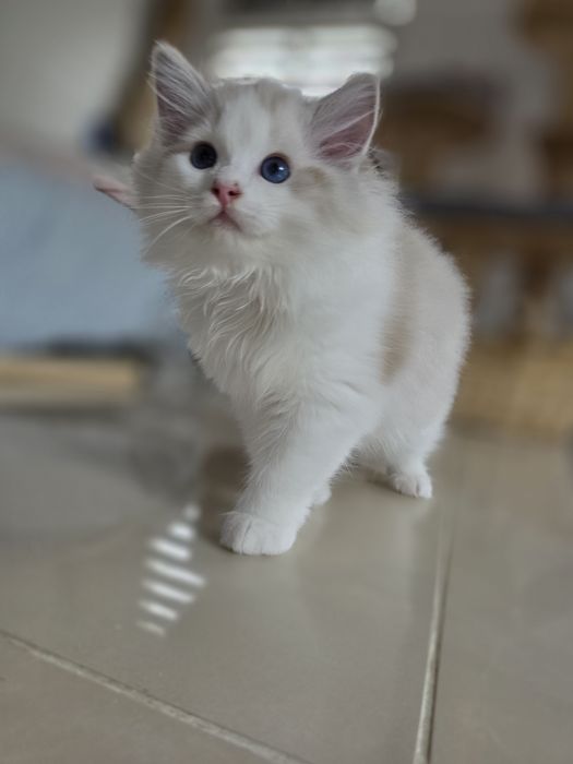 Cudowny charakter, kocurek ,Ragdoll