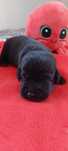 Labrador Retriever - czarna sunia FCI