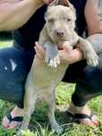 Amerykański Pit bull Terrier