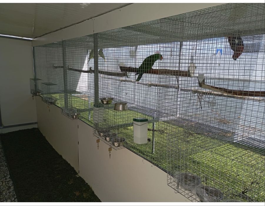 Gaiolas para papagaios