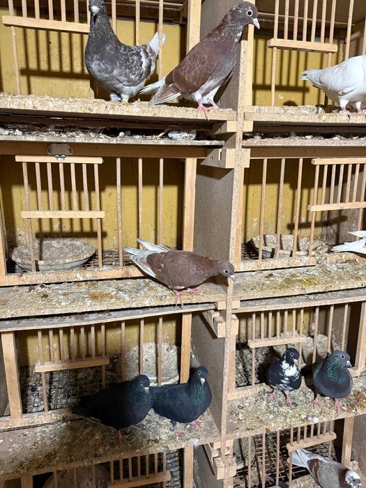 Sprzedam gołębie kumru kumru