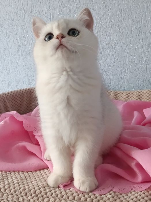 Антистресик -хлопчик шотландець