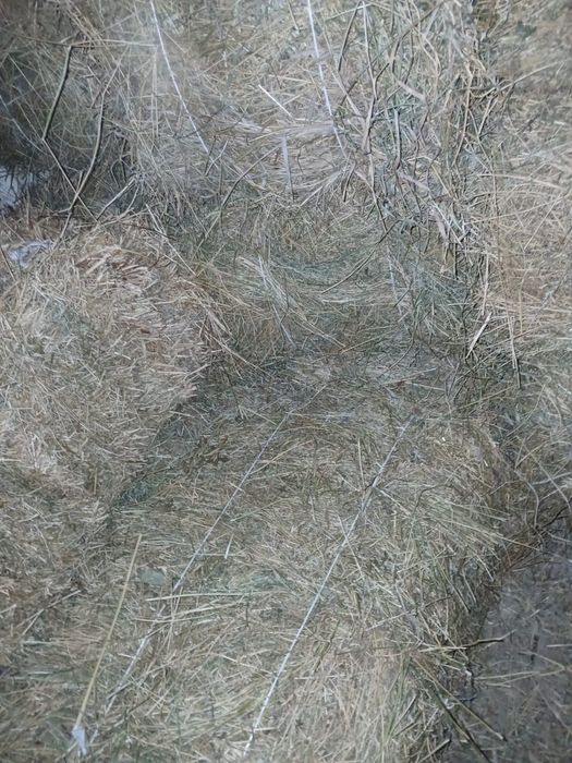 Продаю тюки сіна лугового