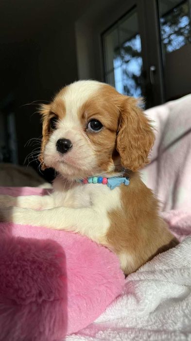 Chłopczyk Cavalier King Charles Spaniel z Rodowodem