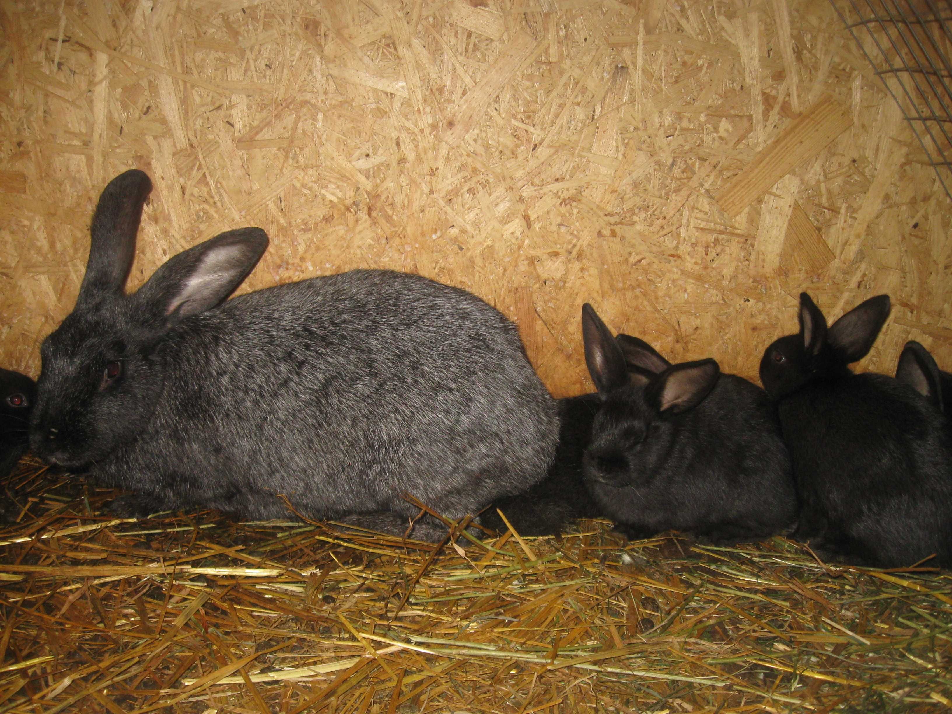 Кролики породи Полтавське Срібло. Різного віку.